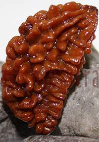 38.1mm One Mukhi